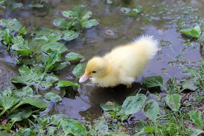 duckling-24981387.jpg